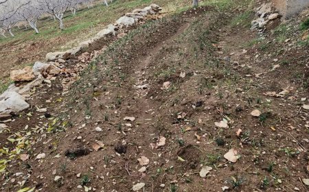 Deneme amaçlı ekmişti. Dünyanın en pahalısında ilk üretim