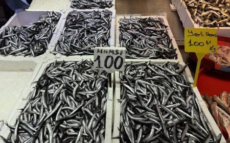 Trabzon'da hamsi ve istavrit 100 liradan satılıyor