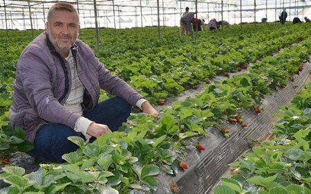 Sezonun ilk çilek hasadı başladı