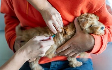 Evcil hayvan sahipleri dikkat! Son gün 31 Aralık, yaptırmayanlara para cezası var