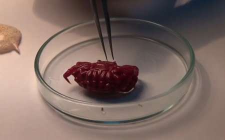 Yeni yengeç türü Hint-Pasifik'ten Türkiye'ye geldi, ilk kez görüntülendi