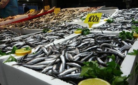 Karadeniz’de hamsi bolluğu sürüyor!