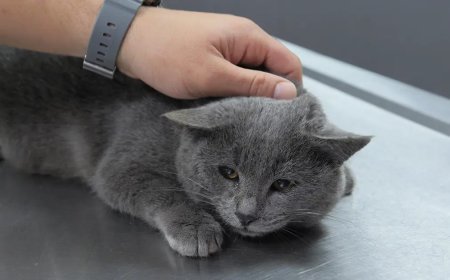İştahsız kedisini veterinere götürdü. "Kelimenin tam anlamıyla şok yaşadık"