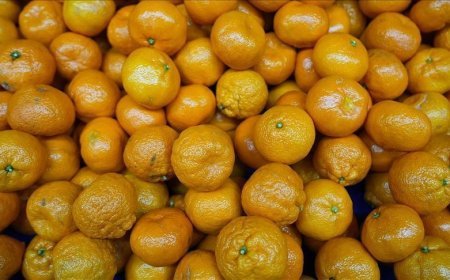 Türkiye'nin mandalina ihracatı rekora ulaştı