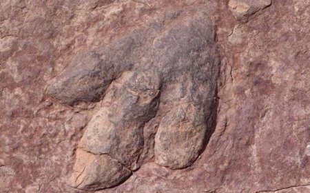 SON DAKİKA HABERLER: 210 milyon yıllık keşif! Binlercesi bulundu