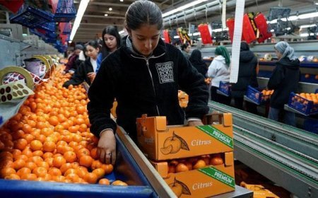 Türkiye’nin mandalina ihracatı rekor kırdı