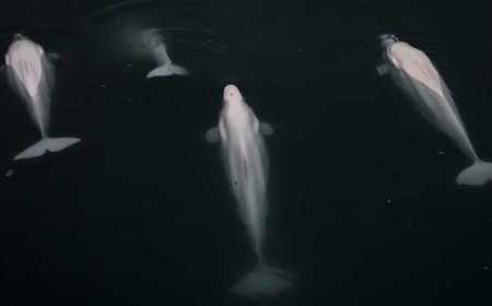 SON DAKİKA HABERLER: Nefeslerinden ölümcül virüs bulaşıyor! Bulaşıcı olduğu tespit edildi