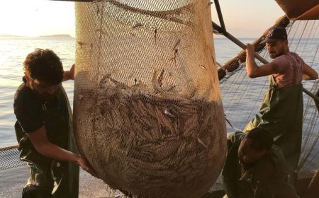 Hamsiler Gürcistan'a göç etti, Karadeniz'de hamsi avı azaldı