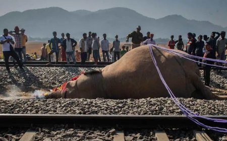 SON DAKİKA HABERLER: Göç yolu ölüme götürdü! Tren kazasında 7 fil telef oldu