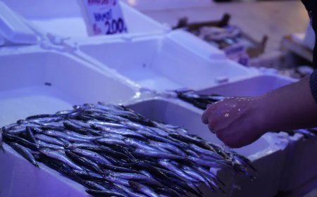 Hamsi boldu,  Gürcistan'a geçti. Tezgahta zirve ona kaldı