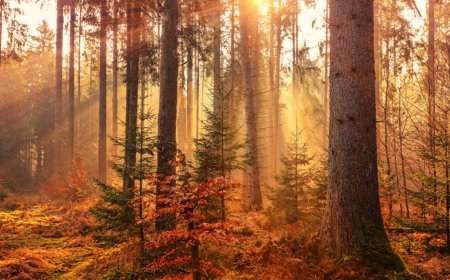 Mevsimlerin senkronize olmadığı ortaya çıktı