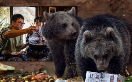 SON DAKİKA HABERLER: İnsan yiyen ayılar şimdi menüde! Talep patladı, restoranlar yetişemiyor