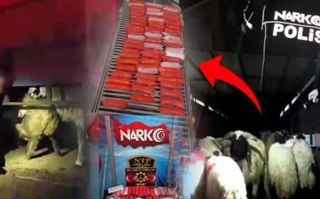 Küçükbaş hayvanların karın boşluklarına gizlenmiş uyuşturucu bulundu