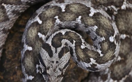 Çankırı'da kayıtlara geçen zehirli tür. Boyu 1 metre, başı üçgen, göz bebekleri dikey