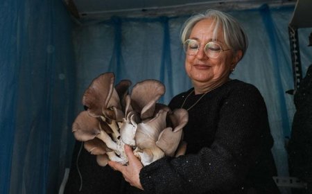 Kurslarla başlayan mantar yetiştiriciliği üretim modeline dönüştü