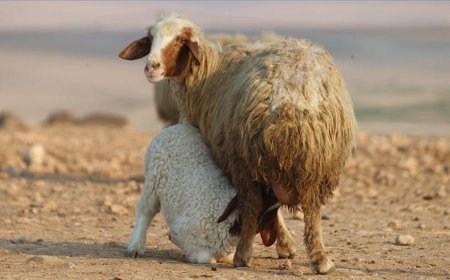 Türkiye'nin dev işletmesinde 60 bin kuzu dünyaya geldi