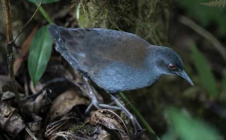 200 yıllık kayıp kuş geri döndü! 'Adada mucize'