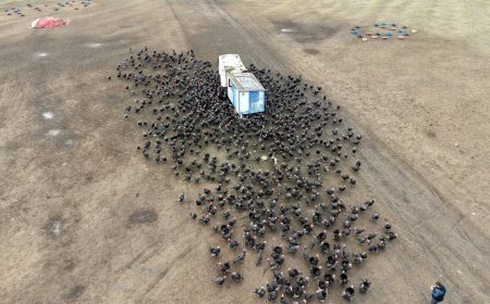 Tekirdağ'da yılbaşı öncesi hindi satışları arttı; dişi hindiye ilgi daha fazla