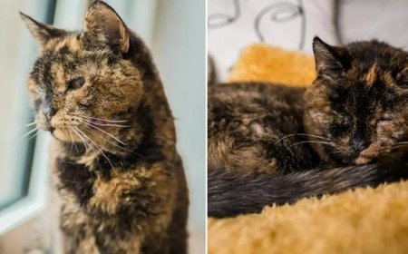 140 yıla denk bir ömür! Dünyanın en yaşlı kedisi 30 yaşına girdi: İşte uzun yaşamının sırrı!