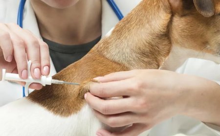 Evcil hayvanı olanlar dikkat! Bugün son gün