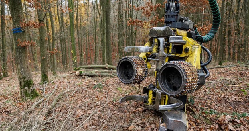 Almanya'da ağaç dalları araba lastiklerine dönüyor