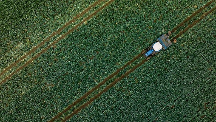 1,1 milyar liralık tarımsal destekleme ödemesi bugün yapılacak