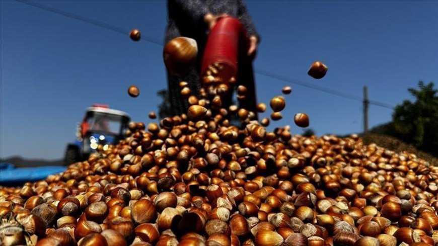 Ticaret borsalarında 138 bin tonu aşkın fındık işlem gördü