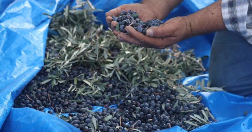 Kuraklık hasadı olumsuz etkiledi, kilosu 200 liradan satışa sunulacak