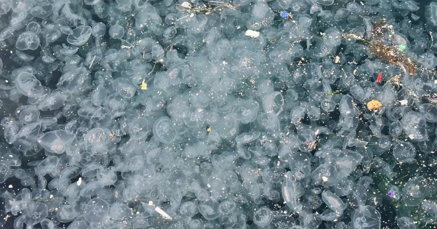 Binlercesi kıyıya vurdu, endişelendiren görüntü. "Bu sene enteresan şeyler oluyor"