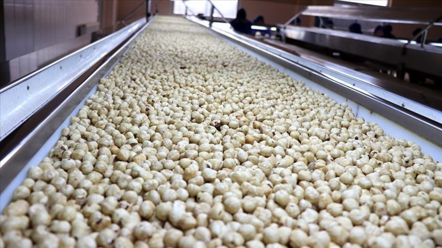 Trabzon'un fındık ihracatı 523 milyon doları aştı