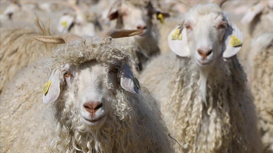 Tiftik, sözleşmeli üretim kapsamına alındı