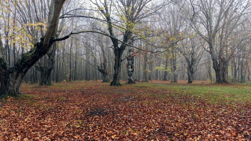 Istranca Dağları etekleri, doğa fotoğrafçıları ve kamp tutkunlarının gözdesi oldu / Ek fotoğraflar