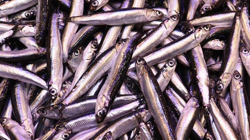 İstanbul'da haldeki balıkçıların yüzünü en çok 'hamsi' güldürdü