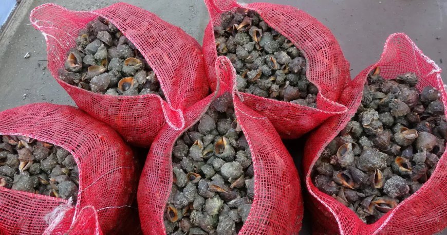 Sayıları her geçen gün artıyor. Karadeniz için büyük tehlike