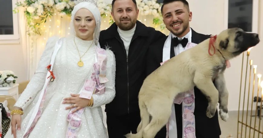 Düğünde gelin ve damada takı yerine çoban köpeği hediye edildi