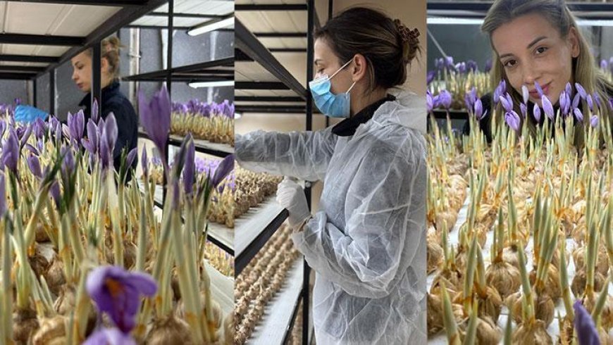 Mali müşavirlik mesleğini bıraktı: Safran üretimine başladı; gramı 700 TL