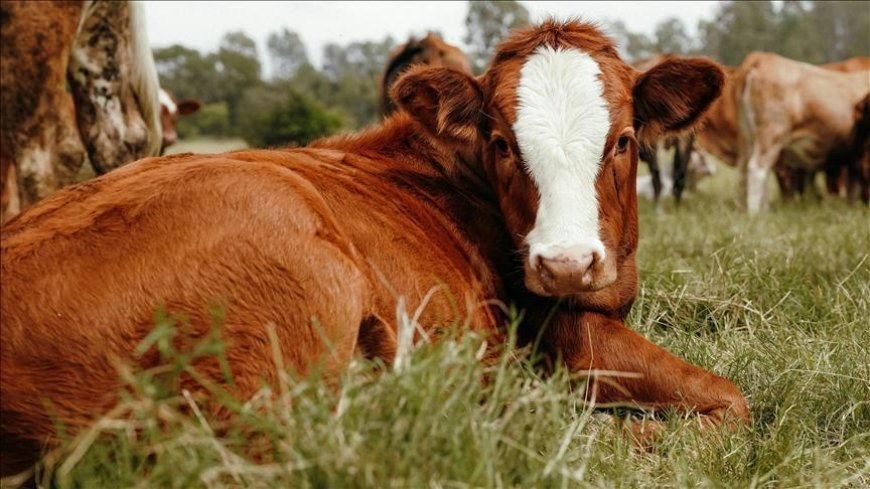 Hayvancılık işletmelerinde damızlık amacıyla kullanılacak hayvanlara ilişkin usul ve esaslar düzenlendi