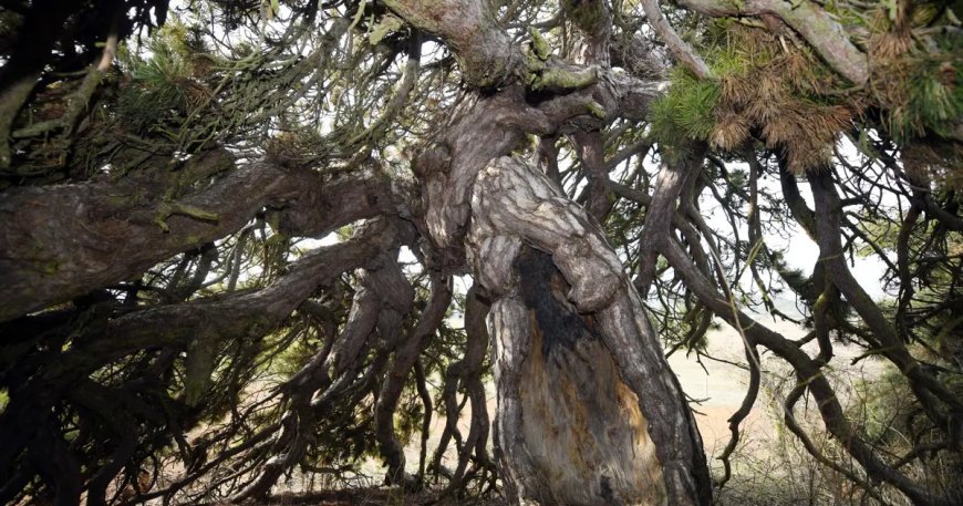 Aşağı doğru uzanıyor, şemsiyeyi andırıyor. 400 yıllık asırlık çam şekliyle dikkat çekiyor