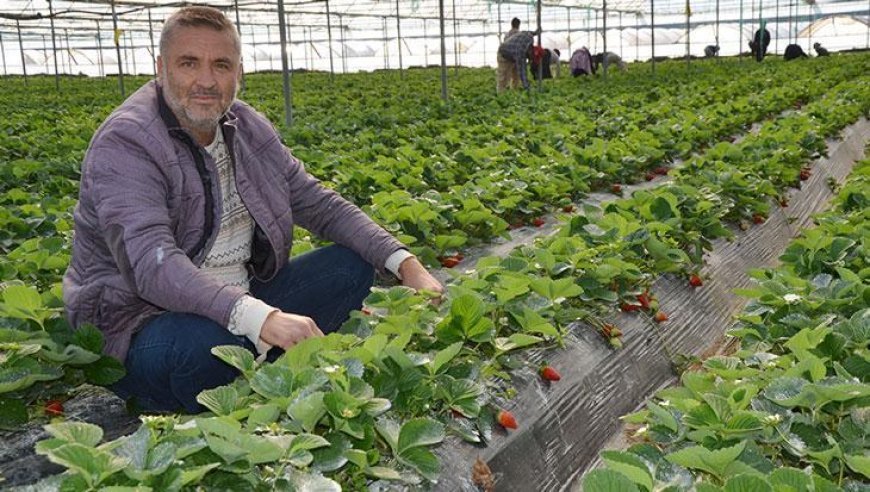 Sezonun ilk çilek hasadı başladı