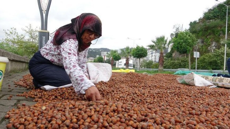 Giresun'da fındık fiyatı 250 TL'ye geriledi