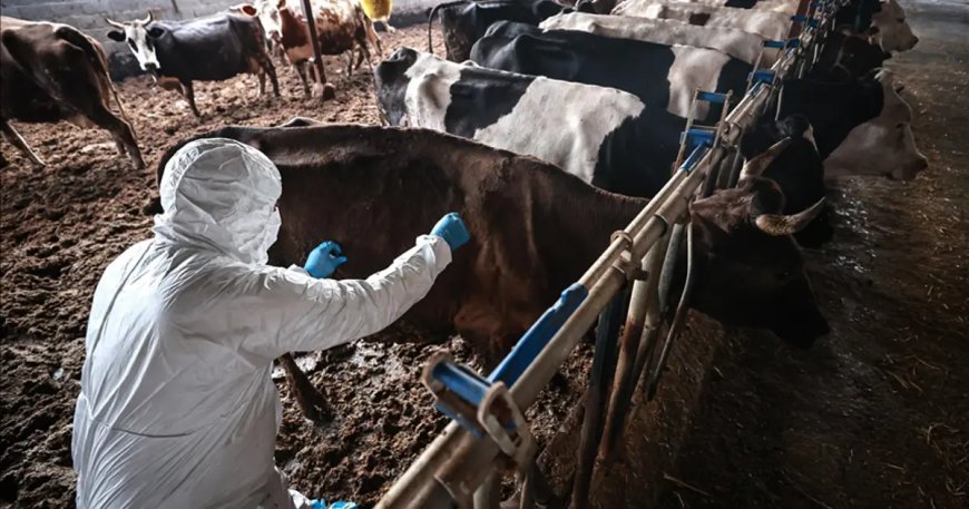 Sakarya'da 37 mahallede şap karantinası başlatıldı
