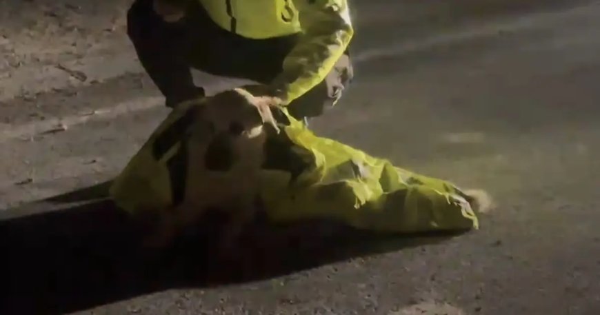 Polis, yaralı köpeğin üstünü kendi montuyla örttü