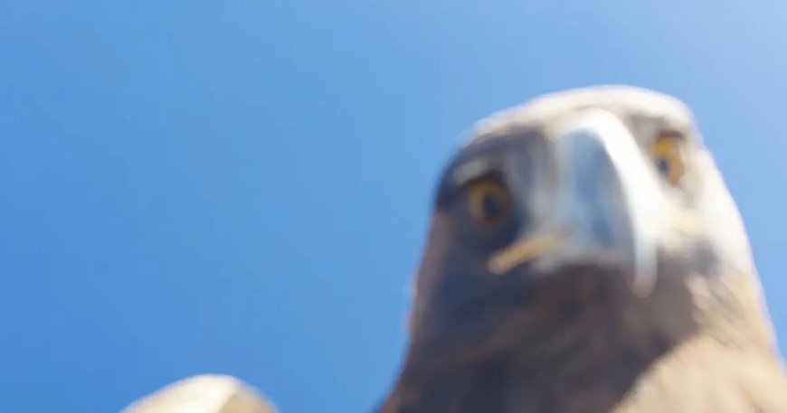 Kartal çekim yapan dronu kapıp dağın zirvesine bıraktı