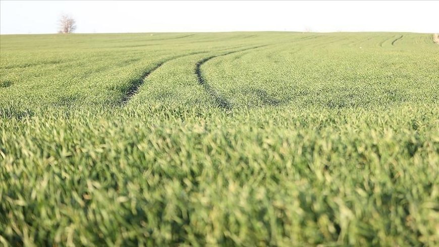 Trakya'da bu sene buğday erken boy attı