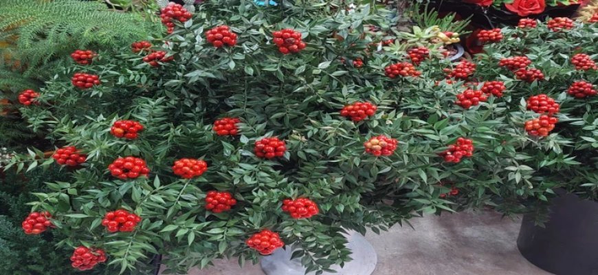 ŞANS VE BEREKET ÇİÇEĞİ ‘KOKİNA’ VİTRİNLERİ SÜSLEDİ