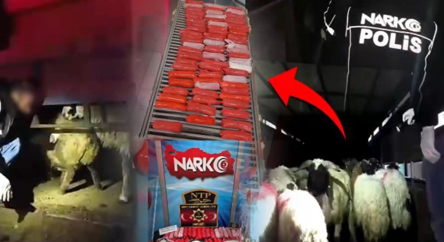 Küçükbaş hayvanların karın boşluklarına gizlenmiş uyuşturucu bulundu