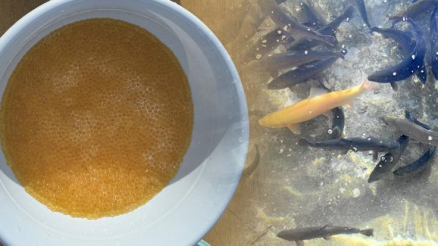 Alabalık sağımı başladı! 2 bin 550 ton üretim yapıyorlar