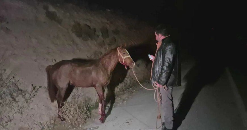 Milyonluk yarış tayları çiftlikten kaçtı. 8'i karayolunda telef oldu, zarar çok büyük