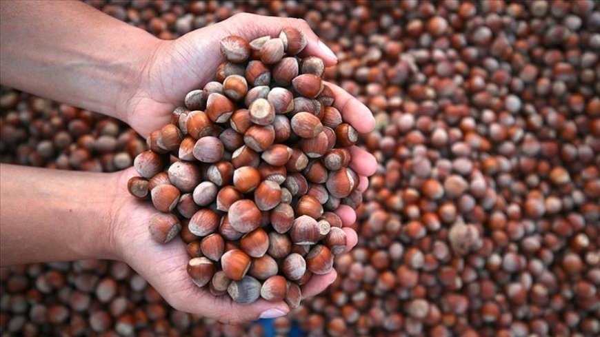 Kar fındıkta soğuklama sürecine katkı sağladı