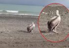 Sahilde gizemli misafir: Atakum'da ilk defa gördüm